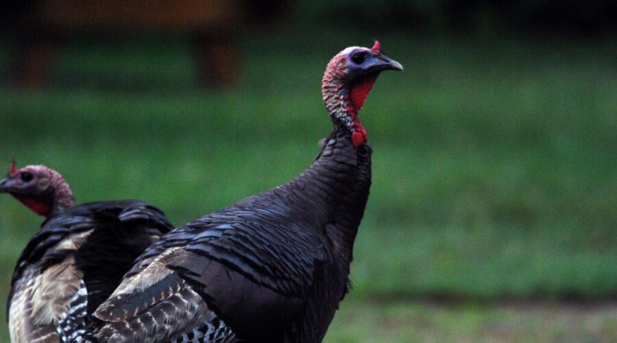 9,000 juvenile turkeys killed in Annapolis Valley barn fire