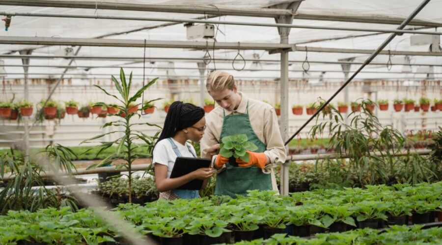 New guide encourages gardeners to plant non-invasive species