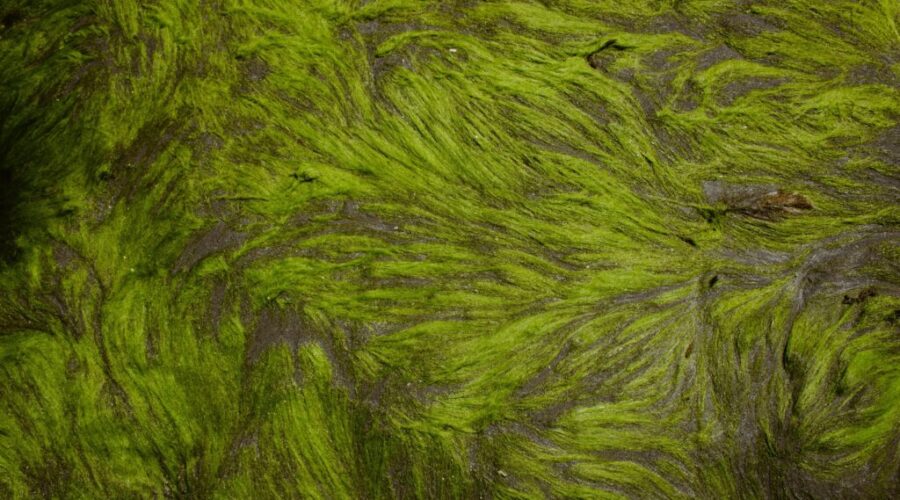 Halifax veterinary warns of blue-green algae risks after dog dies: Cunard Lake Beach closed as staff test for blooms