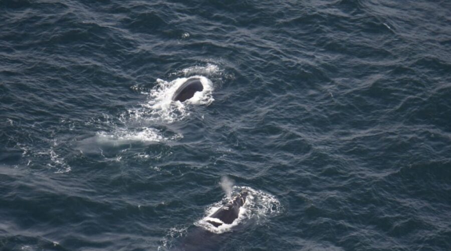 Entangled right whale spotted in Gulf