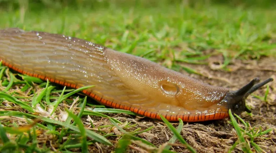 Good Year For Slugs