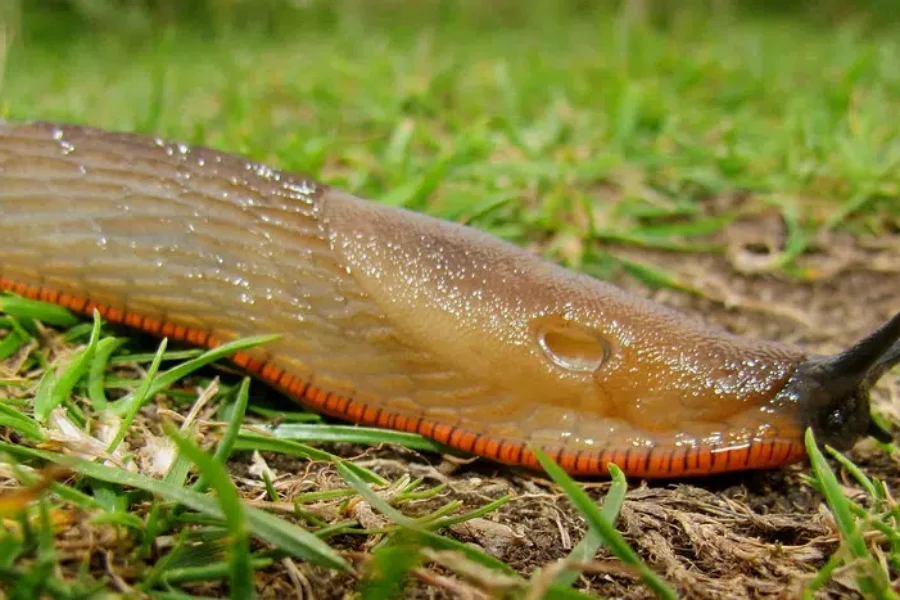 Good Year For Slugs
