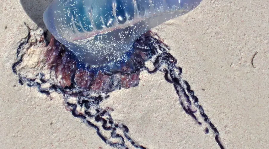 Shark Or Portuguese Man Of War?