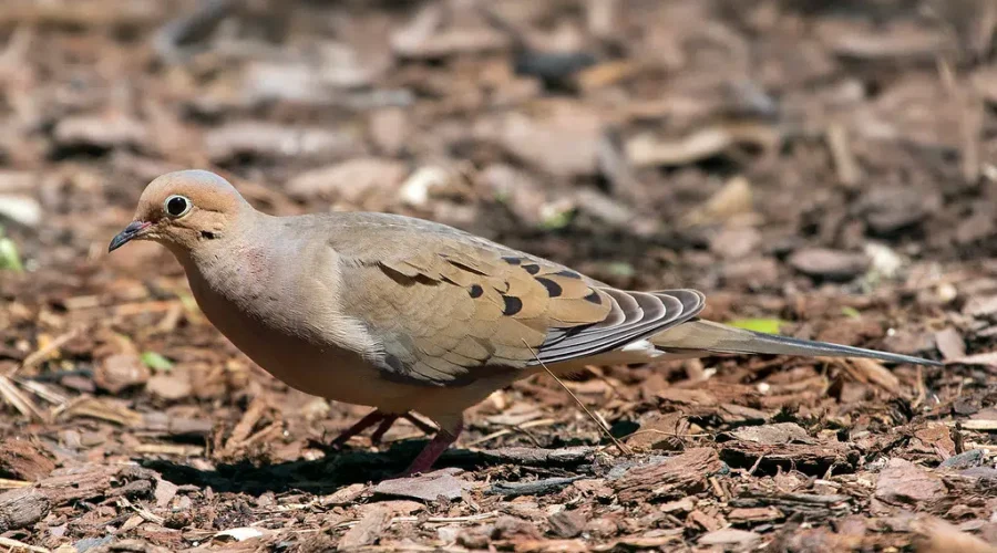 Where Did They Come From?