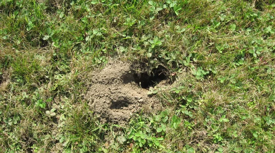 Holes In The Lawn