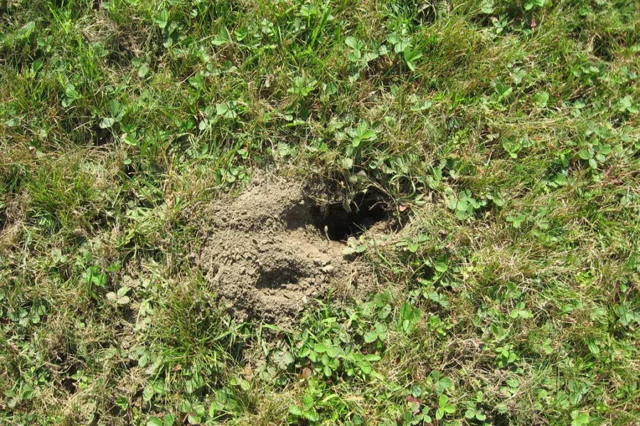 Holes In The Lawn