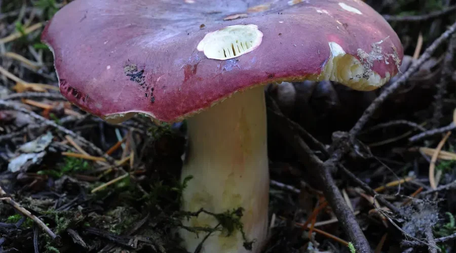 Don’t Trust The Squirrels