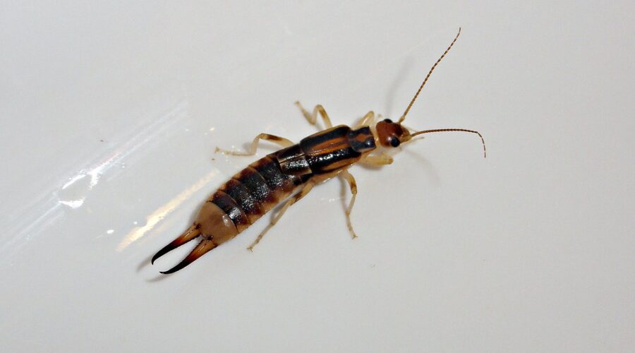 Earwig sightings on the rise in N.B