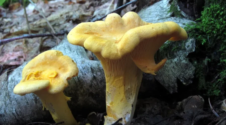 Good Year For Mushrooms