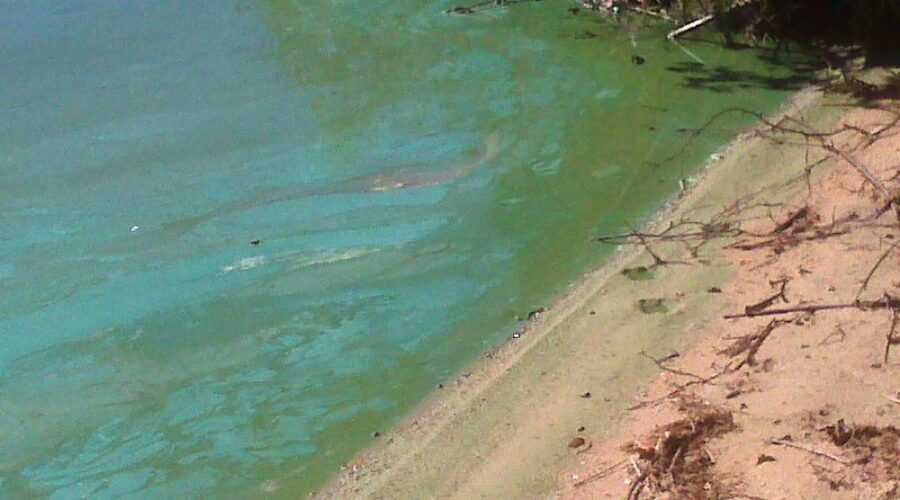 Blue-Green Algae at Methals Lake
