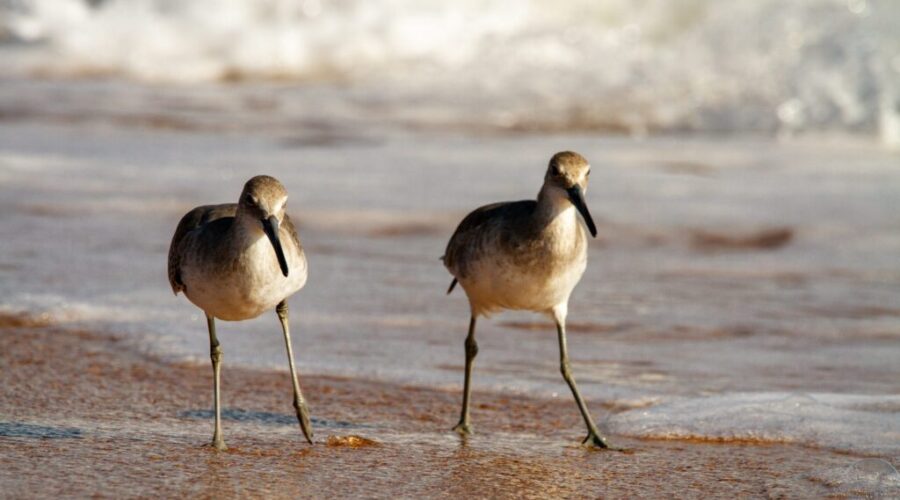 Groups using funding to support wildlife habitats around Nova Scotia
