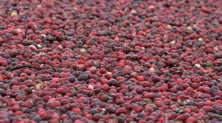 Hard Picking For Cranberries