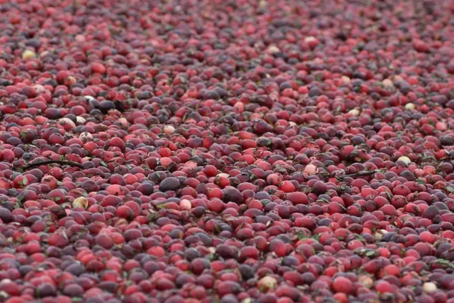 Hard Picking For Cranberries