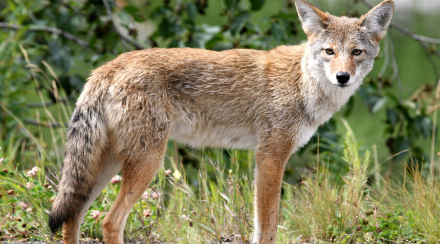 Parks Canada monitoring Cape Breton Highlands after killing coyote