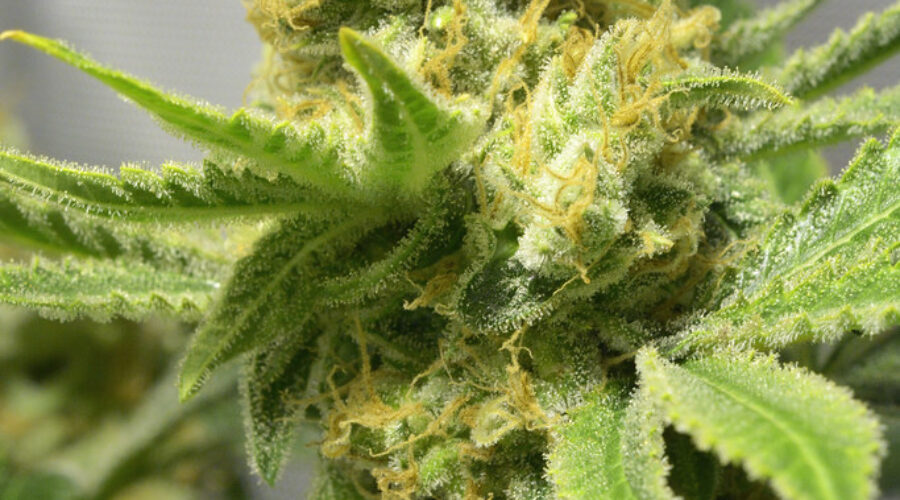 Border agents seize 165 kilos of weed in Halifax