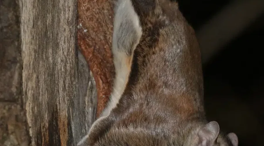 They Only Come Out At Night