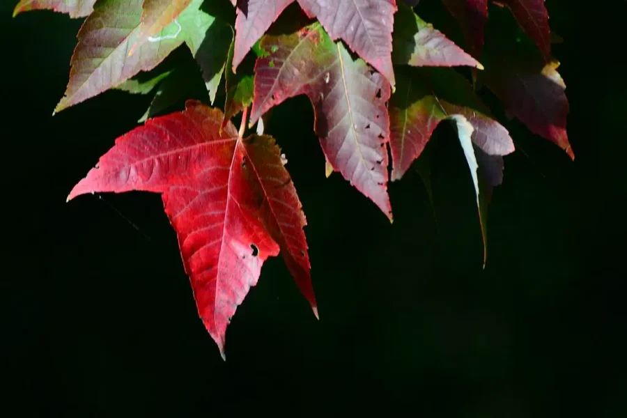Leaves Are Starting