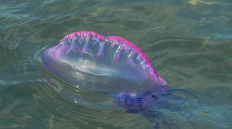Watch out for Portuguese man o’ war on Atlantic beaches