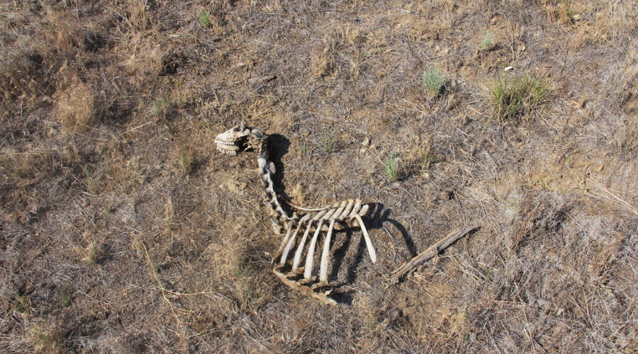 Severe winter reduces Sable Island’s feral horse herd by 25%