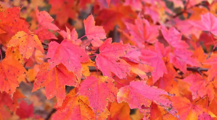 Where’s The Colour?