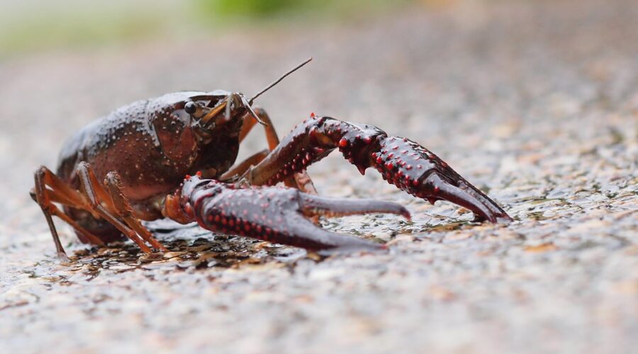 Invasive Crayfish discovered in Nova Scotia’s Lower Sackville
