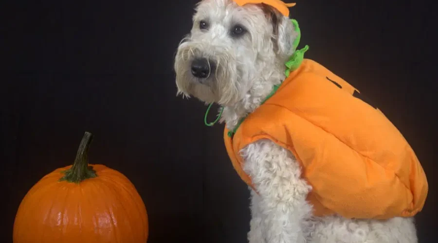 Google’s Top Searches For Dog Costumes