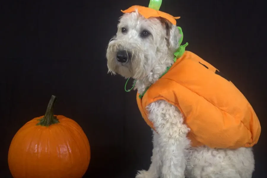 Google’s Top Searches For Dog Costumes