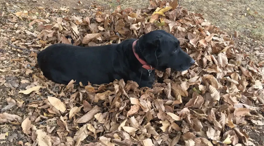 Leave The Leaves?