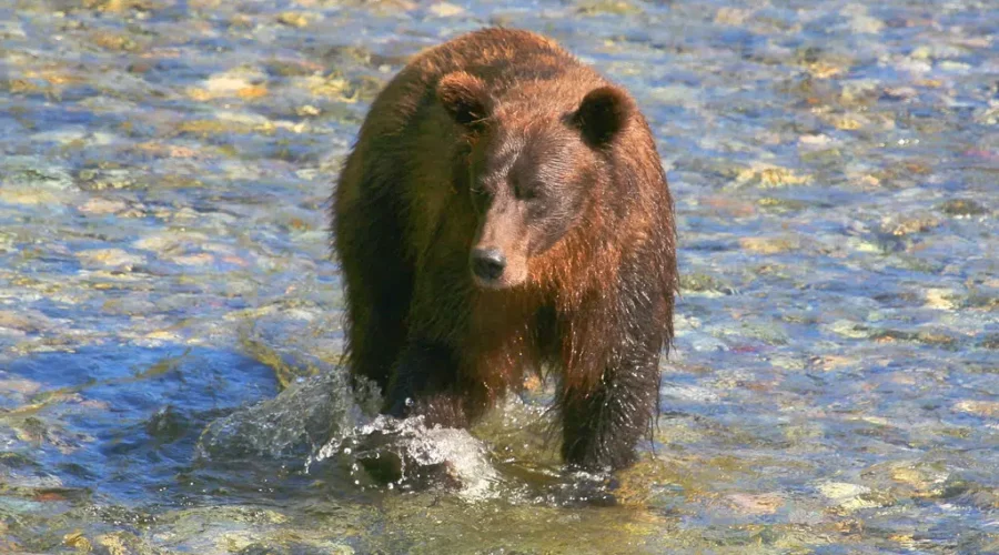 It’s Fat Bear Week!