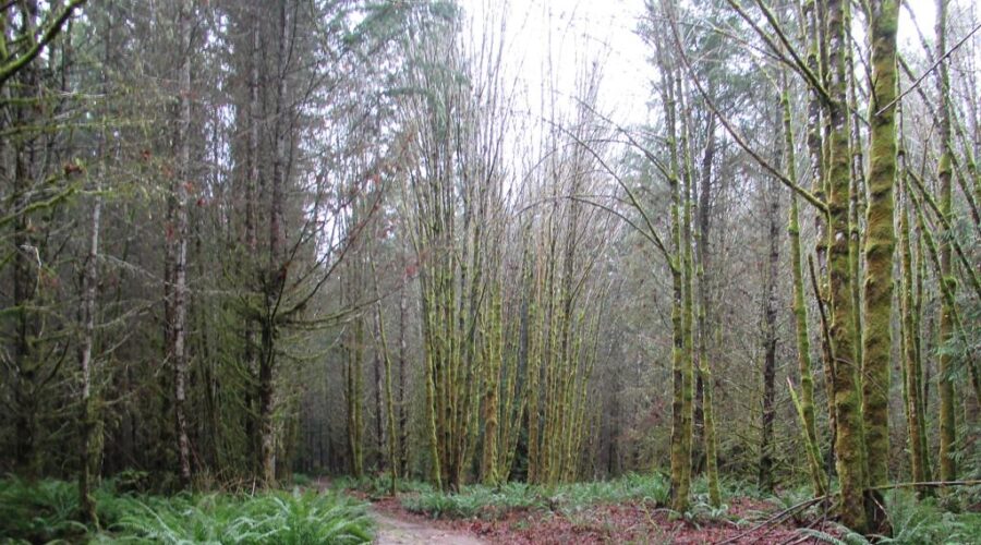 $5 million from province to repair trails after summer floods