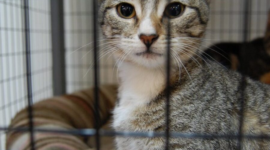 NDP says pet-evictions on the rise in N.S.