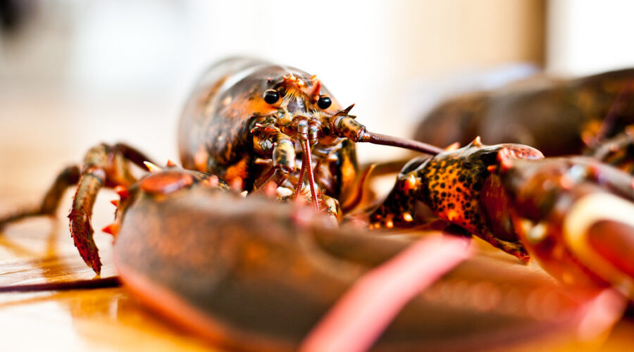 Churchill wants fines upped now for buying poached lobster