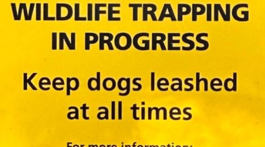 Coyote traps set up on Bay to Bay Trail