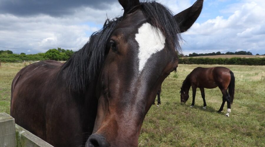 Equine herpes concerns prompt increased vigilance in Nova Scotia stables