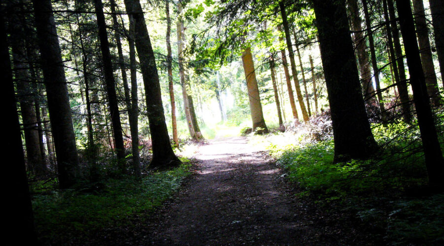 Bigfoot spotted in Minnesota