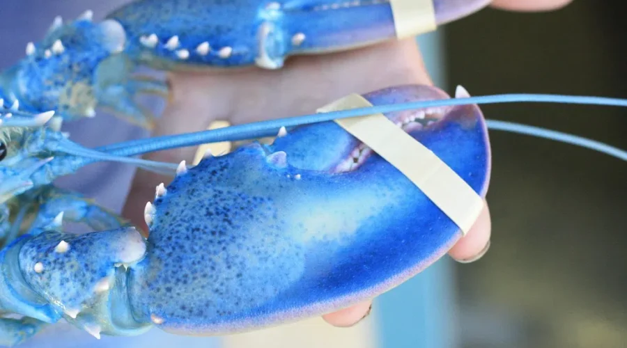 But What Do They Taste Like?