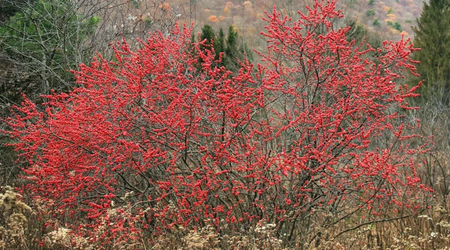 Searching For Berries