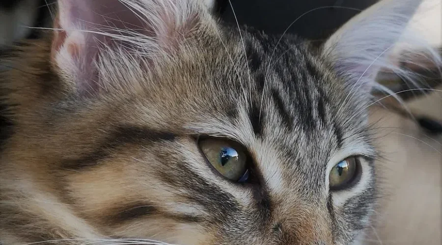 What Your Cat Really Is Thinking