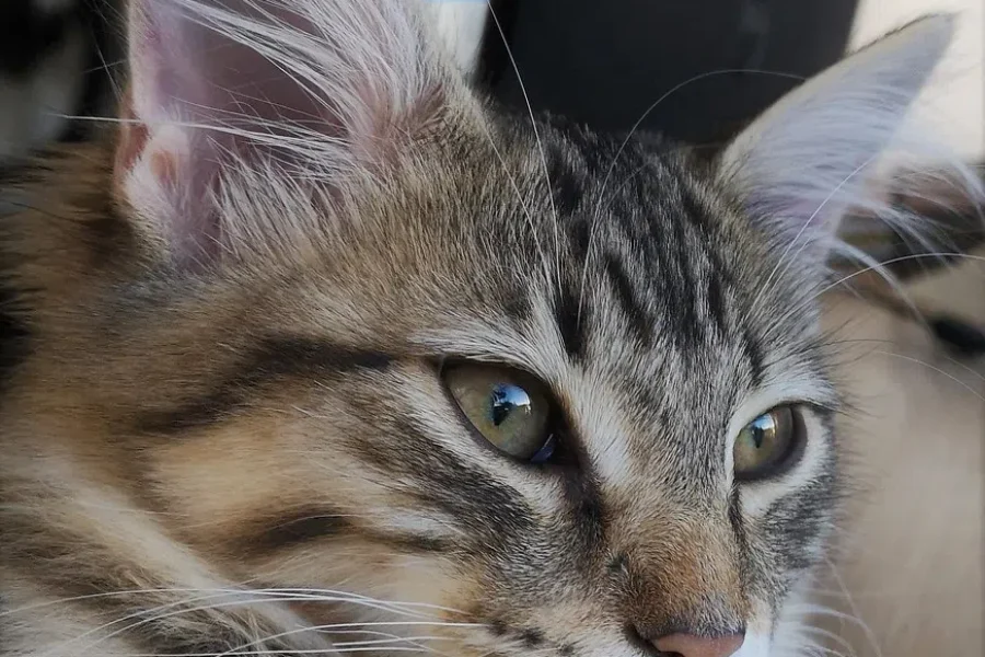 What Your Cat Really Is Thinking