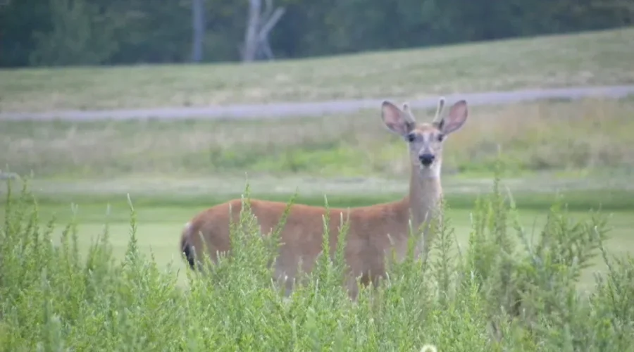 The Smaller The Animal, the Louder the Footsteps