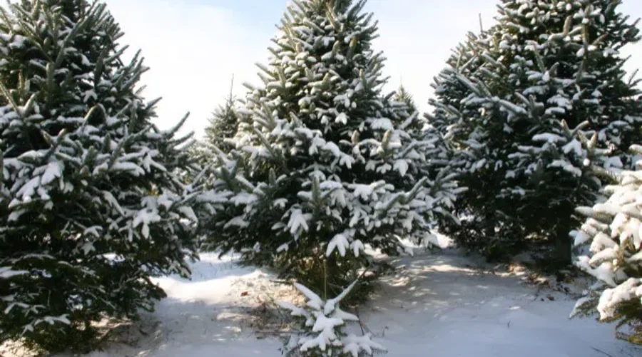 Can’t Have Real Christmas Tree?