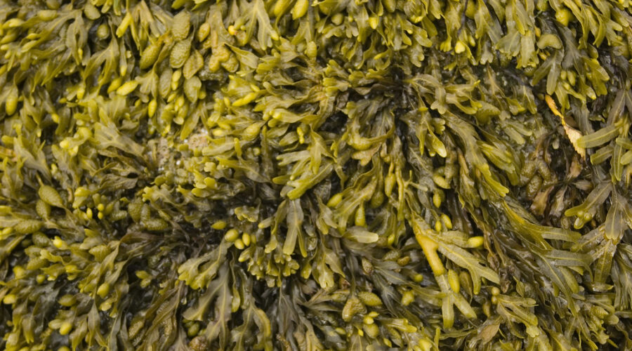 Kingsburg Coastal Conservancy urges public objection to proposed rockweed harvesting lease