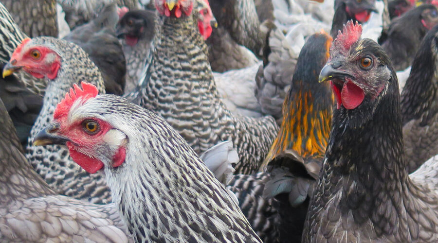 Thousands of chickens dead after break and enter at poultry facility