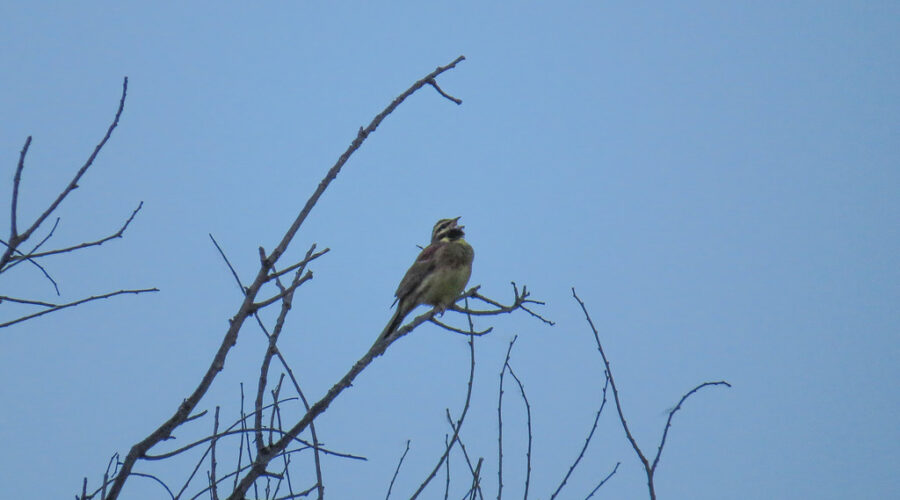 Birders wanted for annual Christmas count