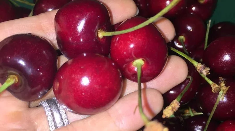 The Search Continues