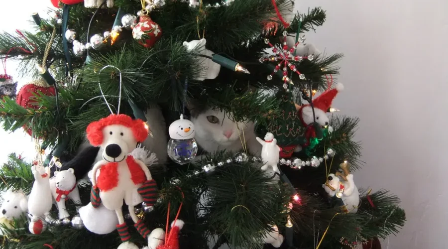 Do They Come With A Warranty