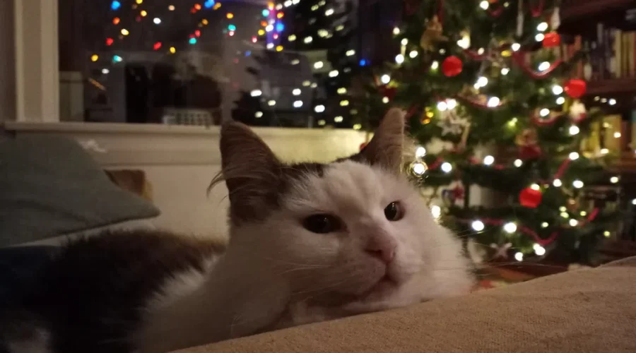 It Could Be The Type of Tree