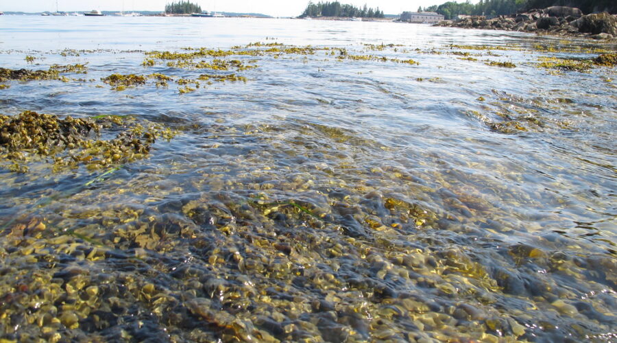 Date error derails rockweed harvesting plans in Lunenburg County