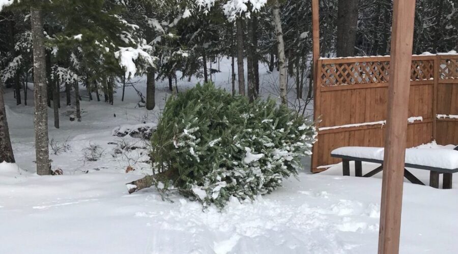 Give your Christmas tree a second life