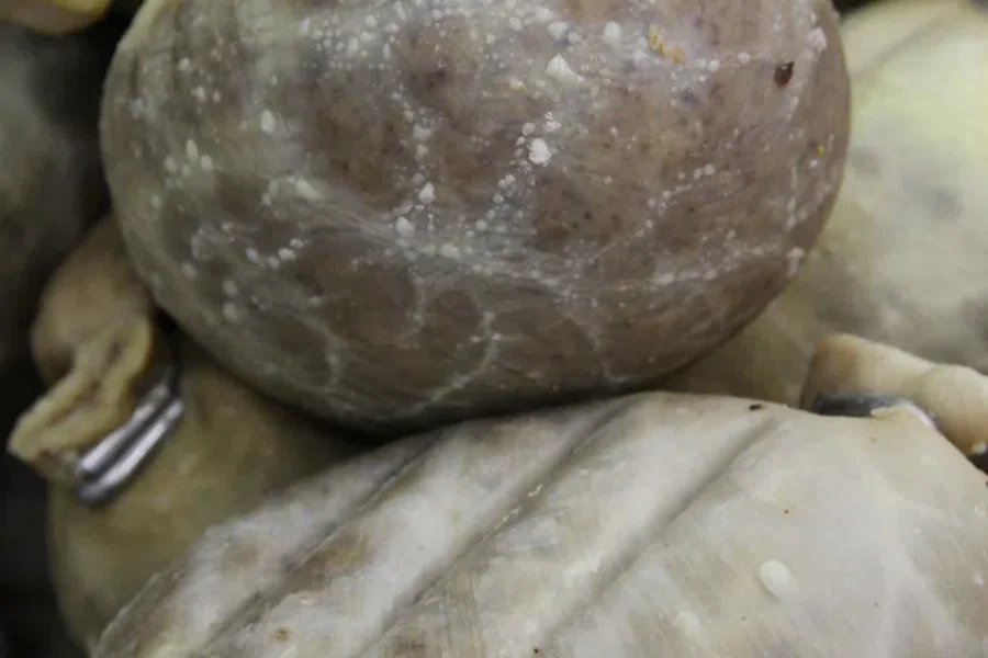 Got Haggis?